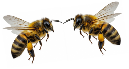 Bee Lovers