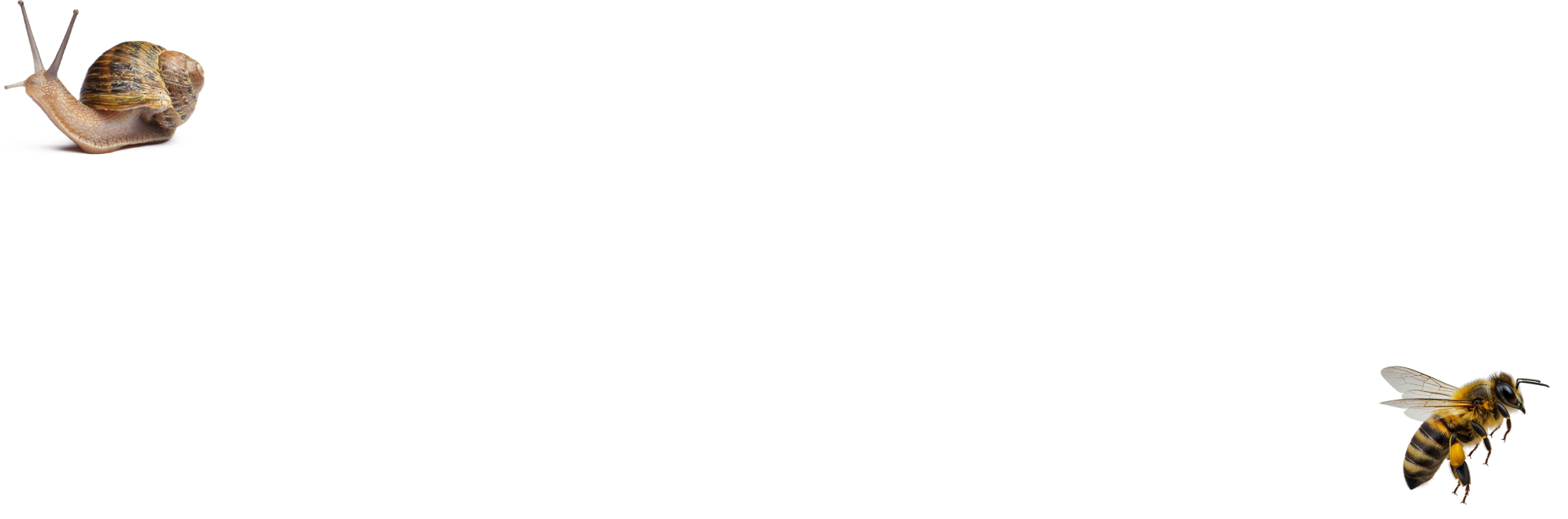 Overlay Bee & Snail